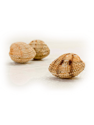 VONGOLE VERACI
