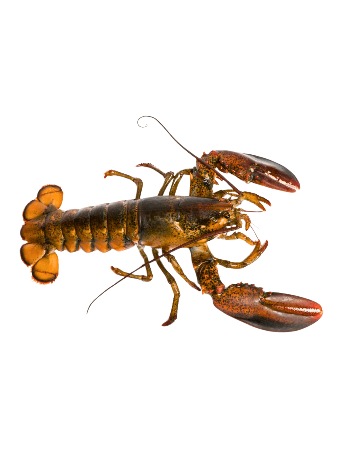 ΑΣΤΑΚΟΣ BORCA HARD SHELL (92%+) 600/800gr